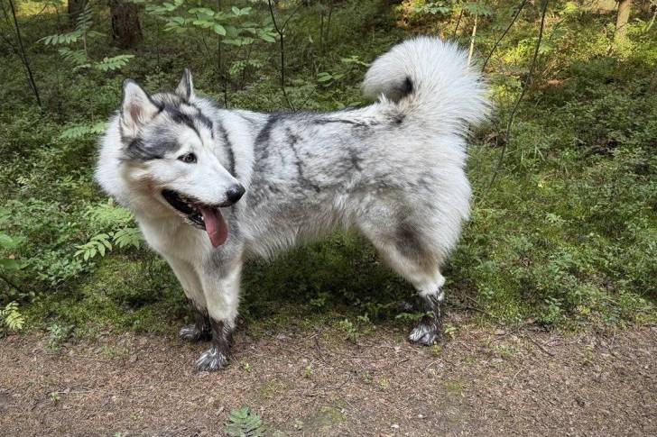 Un Malamute d'Alaska sur un terrain herbeux et tirant la langue