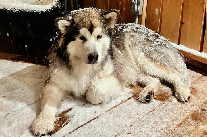Un Malamute d'Alaska allongé sur un plancher en bois