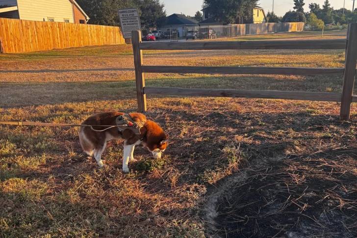Un Malamute d'Alaska sur un terrain herbeux et tenu en laisse 