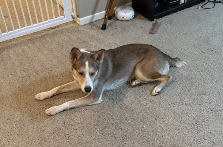 Un Malamute d'Alaska allongé sur une moquette