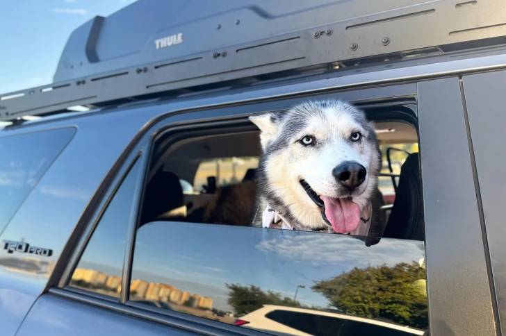 Un Malamute d'Alaska dans un véhicule et tirant la langue