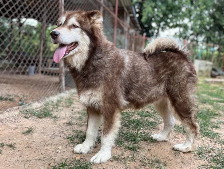 Un Malamute d'Alaska sur un terrain herbeux et tenu en laisse