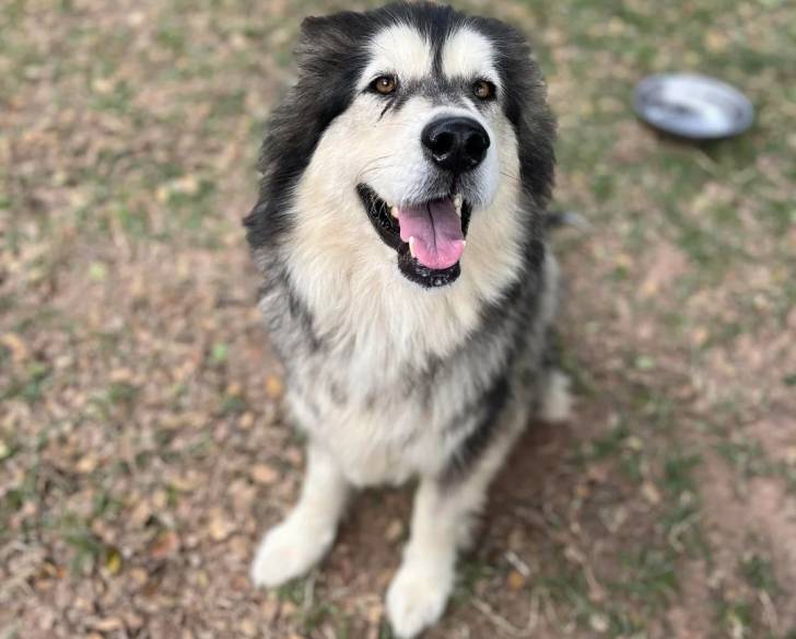 Un Malamute d'Alaska assis sur un terrain herbeux et ayant la gueule ouverte