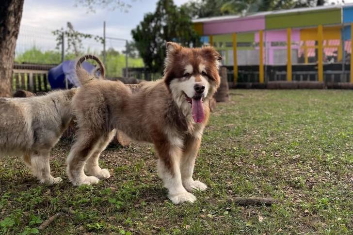 Un Malamute d'Alaska sur un terrain herbeux et tirant la langue