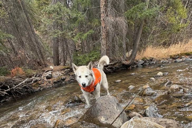 Un Malamute d'Alaska marchant dans l'eau et portant un manteau pour chien