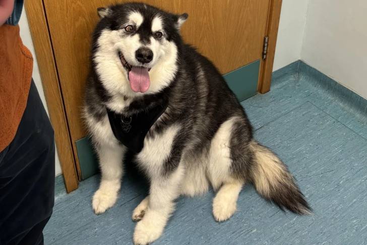Un Malamute d'Alaska assis devant une porte et portant un harnais