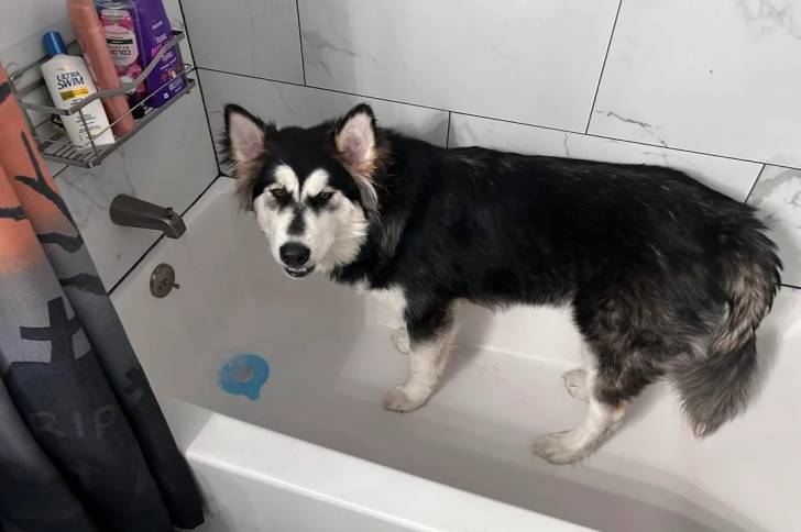 Un Malamute d'Alaska dans une baignoire