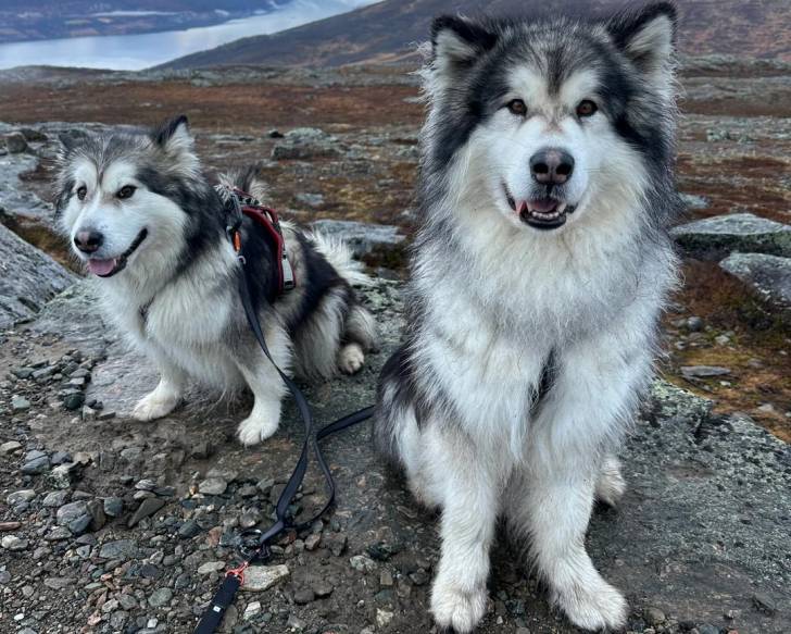 Deux Malamute d'Alaska assis sur un rocher