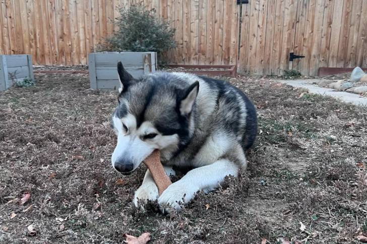 Un Malamute d'Alaska allongé sur un terrain herbeux et mordant un objet
