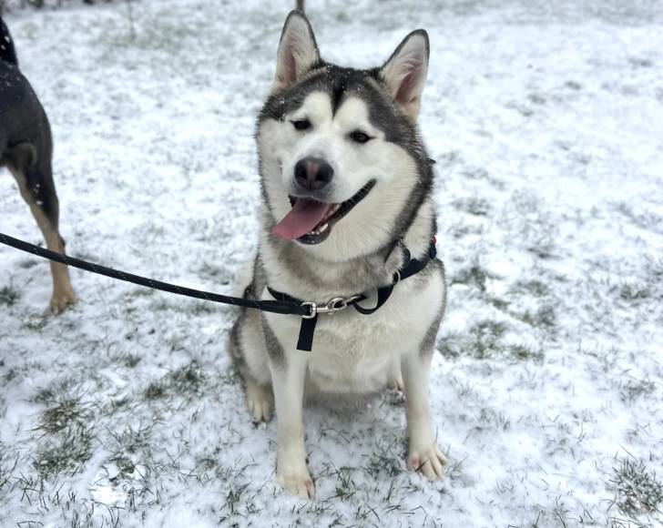 Un Malamute d'Alaska assis sur une surface enneigée et tenu en laisse