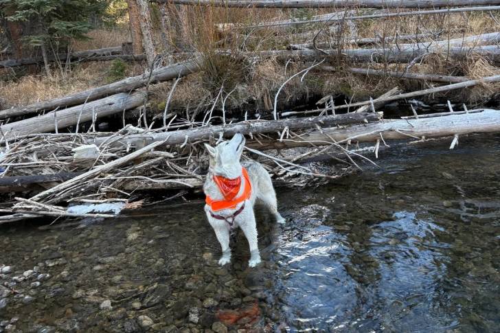 Un Malamute d'Alaska dans l'eau et portant un foulard autour du cou