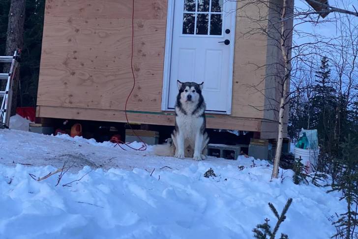 Un Malamute d'Alaska assis sur une surface enneigée