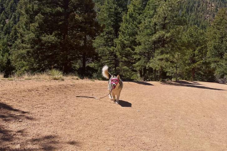 Un Malamute d'Alaska marchant sur une surface sableuse 