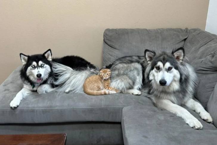 Deux Malamute d'Alaska allongés sur un canapé 