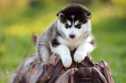 Un chiot Malamute ébloui par la lumière du jour