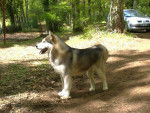 Ramses - Malamute d'Alaska Mâle
