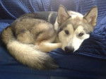 Kendra - Malamute d'Alaska Femelle (5 mois)