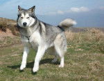 Photo Malamute d'Alaska