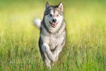 Un Malamute en train de courir dans l'herbe
