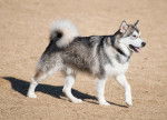 Photo Malamute d'Alaska