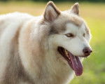 Photo Malamute d'Alaska