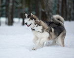 Deux Malamutes en train de jouer dans la neige