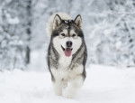 Un Malamute en train de se promener dans la neige