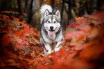 Un Malamute qui se promène en automne
