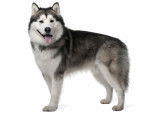 Un Malamute d'Alaska en position statique sur fond blanc