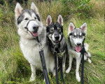 Trois Malamute d'Alaska assis sur un terrain herbeux