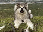 Un Malamute d'Alaska allongé sur un terrain herbeux et ayant la gueule ouverte
