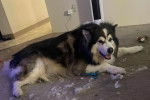 Un Malamute d'Alaska allongé sur une moquette et regardant vers la caméra