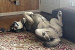 Un Malamute d'Alaska allongé de dos sur un tapis