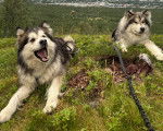 Deux Malamute d'Alaska allongé sur un terrain herbeux