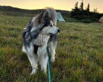 Un Malamute d'Alaska sur un terrain herbeux