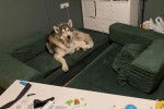 Un Malamute d'Alaska allongé dans un canapé