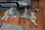 Un Malamute d'Alaska allongé sur un plancher en bois et semblant dormir
