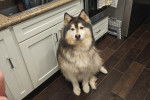 Un Malamute d'Alaska assis sur un plancher en bois