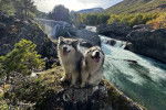 Deux Malamute d'Alaska assis sur un morceau de bois et tirant la langue