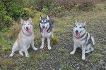 Trois Malamute d'Alaska sur un terrain herbeux