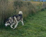 Un Malamute d'Alaska marchant sur un terrain herbeux