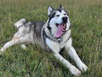 Un Malamute d'Alaska allongé sur un terrain herbeux et tirant la langue