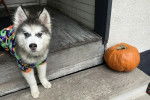 Un Malamute d'Alaska portant un habit pour chien et regardant vers la caméra
