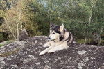 Un Malamute d'Alaska allongé sur un rocher et tenant une balle dans sa gueule