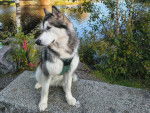 Un Malamute d'Alaska assis sur un muret et portant un harnais