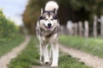 Un Malamute d'Alaska marchant sur un sentier et portant un collier autour du cou