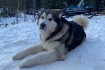 Un Malamute d'Alaska allongé sur une surface enneigée