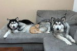 Deux Malamute d'Alaska allongés sur un canapé 