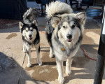 Deux Malamute d'Alaska portant chacun un collier autour du cou