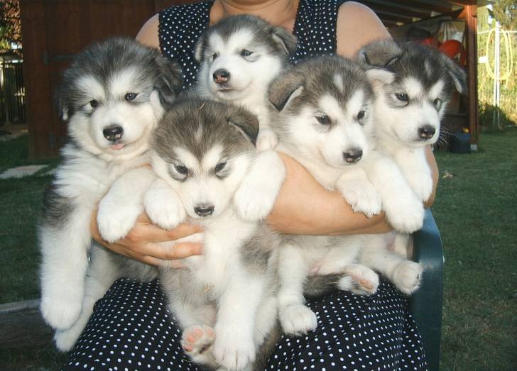 Smoke&Gena&Freedom&Kingdom&ShineBabyShine - Malamute d'Alaska Mâle (4 mois)